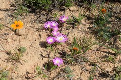 Cleretum hestermalense