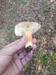 Lactifluus rugatus