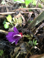 Zingiber shuanglongensis