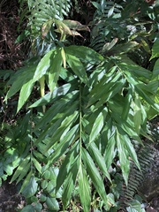 Zingiber shuanglongensis