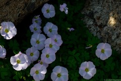 Oxalis comosa