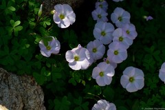Oxalis comosa