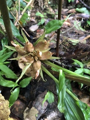 Zingiber shuanglongensis