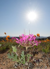 Pelargonium incrassatum