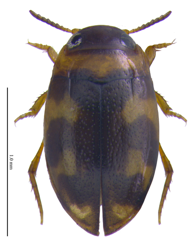 Bidessus