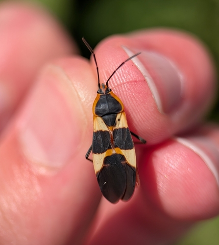 Large Milkweed Bug photographed in Rhode Island