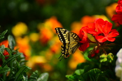Papilio machaon hippocrates