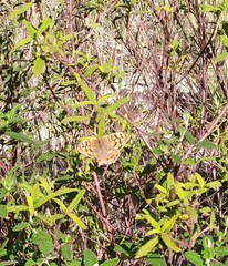 Pararge aegeria aegeria