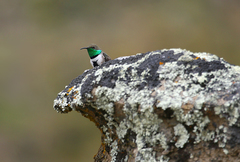 Oreotrochilus leucopleurus