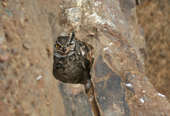 Bubo virginianus magellanicus