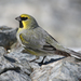 Yellow-bridled Finch - Photo (c) Will Richardson, some rights reserved (CC BY-NC), uploaded by Will Richardson