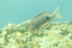 Caesioperca lepidoptera