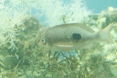 Caesioperca lepidoptera