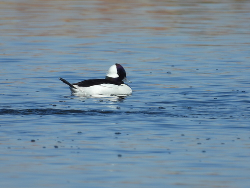 iNaturalist observation photo of Bufflehead