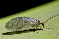 Wesmaelius subnebulosus