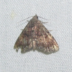 Metalectra richardsi