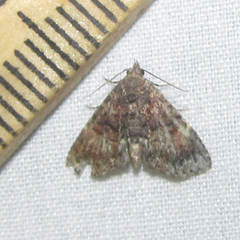 Metalectra richardsi