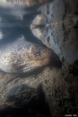 Gymnothorax pseudothyrsoideus