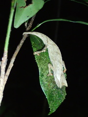 Brookesia superciliaris
