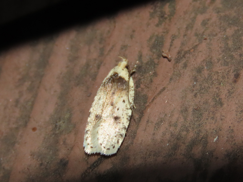 Agonopterix flavicomella photo 2