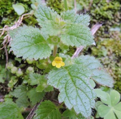 Lindenbergia muraria