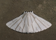 Urapteroides astheniata