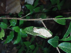 Brookesia superciliaris