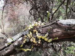 Polystachya ottoniana