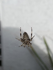 Araneus diadematus