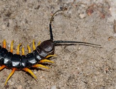 Scolopendra morsitans