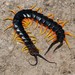 Scolopendridae - Photo (c) Joubert Heymans, algunos derechos reservados (CC BY-NC-ND), subido por Joubert Heymans