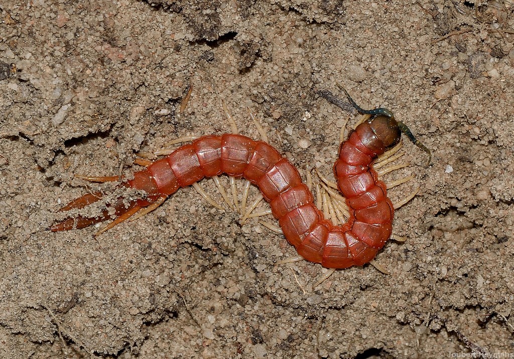Scolopendrid Centipedes