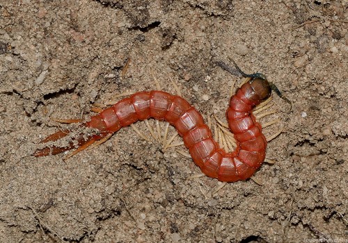 Representative image of Scolopendridae