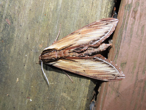 Laurel Sphinx photo 3