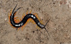 Scolopendra morsitans