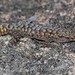 Cederberg Leaf-toed Gecko - Photo (c) Joubert Heymans, some rights reserved (CC BY-NC-ND), uploaded by Joubert Heymans