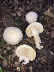 Agaricus arvensis