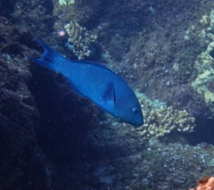 Emerald Wrasse photo 2