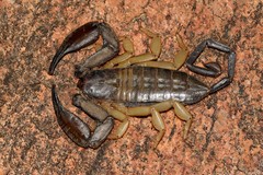 Hadogenes phyllodes