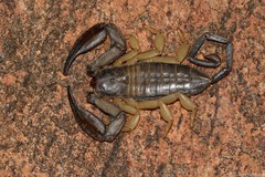 Hadogenes phyllodes