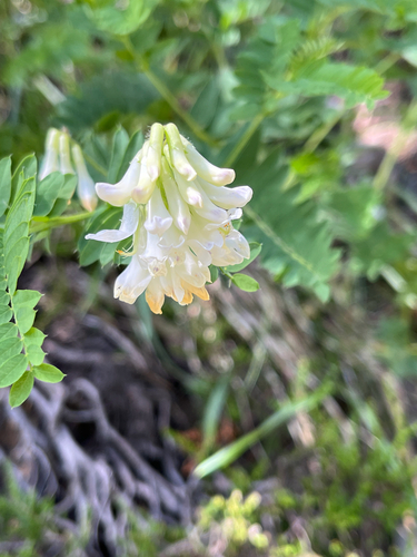 Vicia orobus, photograph 3