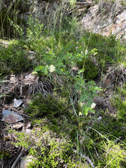 Vicia orobus, photograph (c) Dave U, some rights reserved (CC BY-SA)