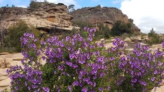 Prostanthera rotundifolia