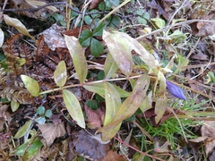 Gentiana triflora