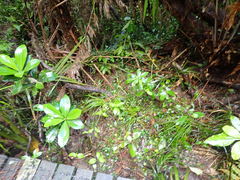 Corynocarpus laevigatus