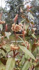 Lasiopetalum macrophyllum