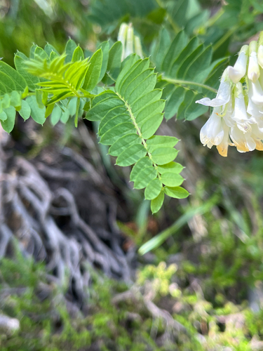 Vicia orobus, photograph 5