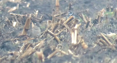 Charadrius morinellus