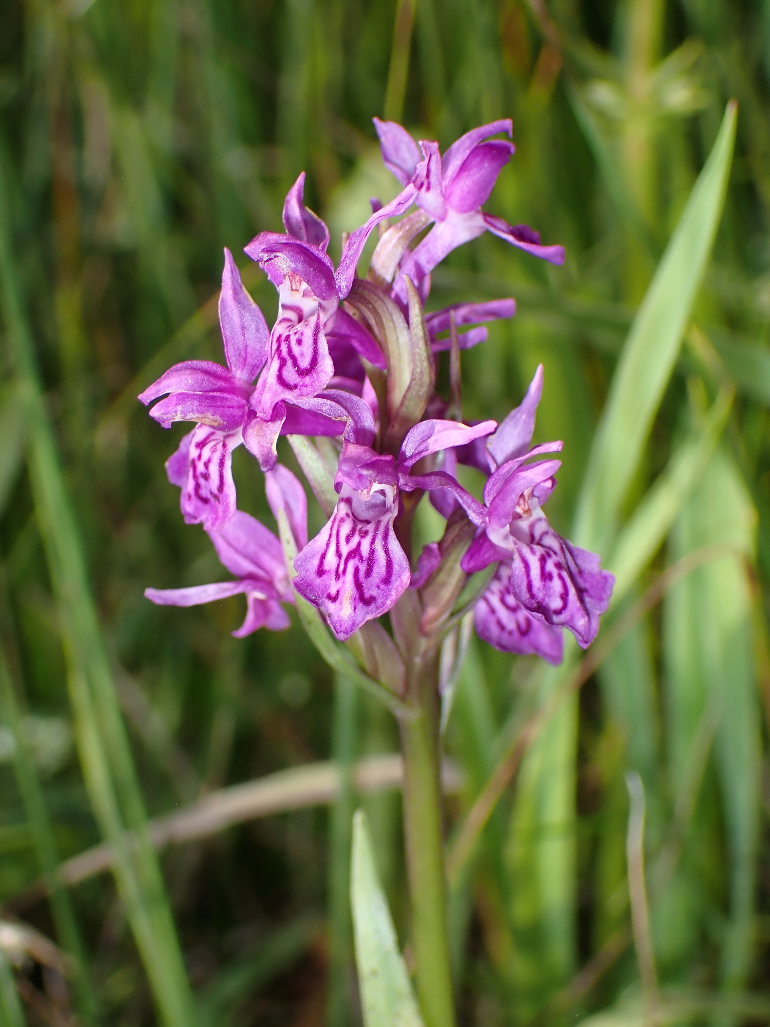 Narrow-Leaved Marsh-Orchid (Dactylorhiza francis)