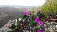 Carpobrotus modestus